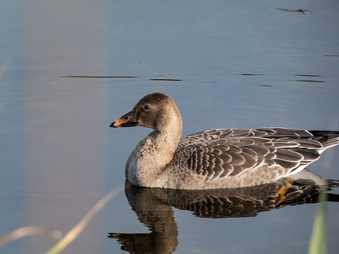 The bean goose (Anser fabalis or Anser serrirostris) swimming in dark water of a pond in bright sunlight in late autumn