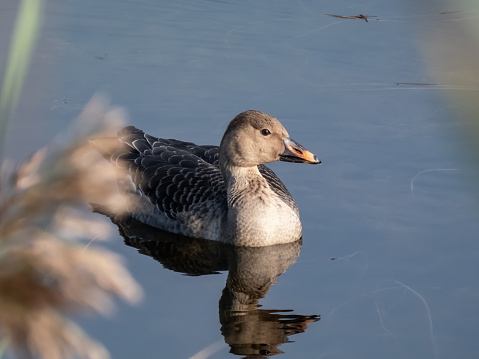 The bean goose (Anser fabalis or Anser serrirostris) swimming in dark water of a pond in bright sunlight in late autumn