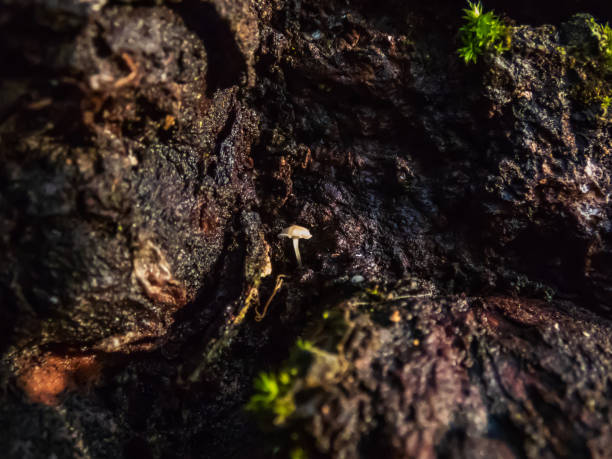 istock Tiny, cute, wild white umbrella shaped mushroom growing on the tree trunk with moss 1461364648