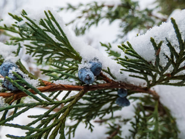 istock Blue juniper berries (seed cone) attached to a branches covered with snow 1461364730