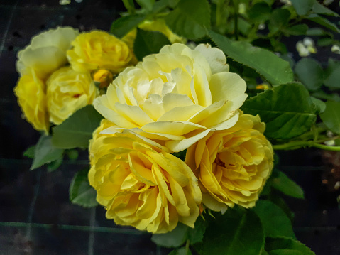 Close-up of popular lemon yellow floribunda rose 'Golden border' (1993) with large, fully double (26-40 petals), cluster-flowered, in small clusters, old-fashioned blooms in summer garden