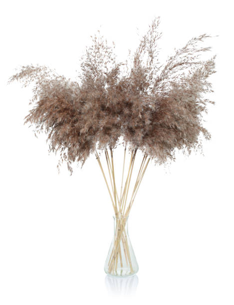istock Dry decorative pampas grass in a glass vase, isolated on white background 1461366646