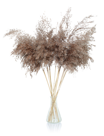 Dry decorative pampas grass in a glass vase, isolated on white background close-up