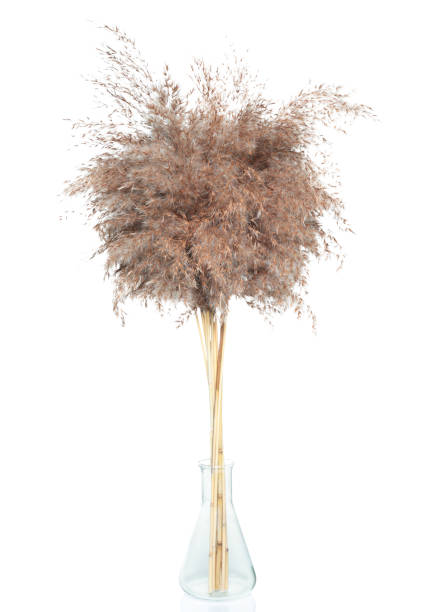 istock Dry decorative pampas grass in a glass vase, isolated on white background 1461366669
