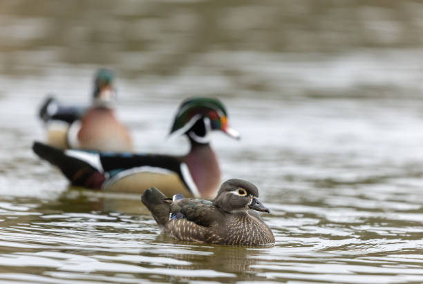 istock Three wood ducks or Carolina ducks (Aix sponsa) 1461366755