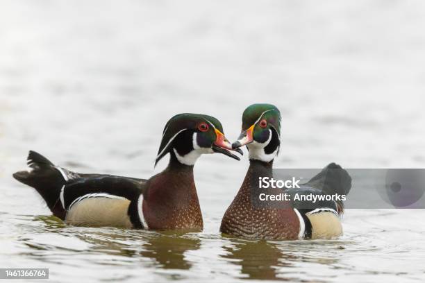 Two Male Wood Ducks Or Carolina Ducks Stock Photo - Download Image Now - American Culture, Animal, Animal Behavior
