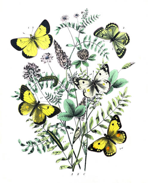 istock Botanical butterflies. Vintage butterflies. Exotic butterflies. Botanical poster. Lepidoptera Illustration.
Collection of  vintage exotic butterfies and insects at floral pattern. butterfly pattern. butterly poster. 1461366944