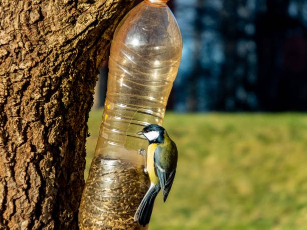 istock Great tit visiting bird feeder made from reused plastic bottle full with grains. Bird feeder bottle hanging in the tree. Great tit sitting on the side of the bottle feeder 1461367172