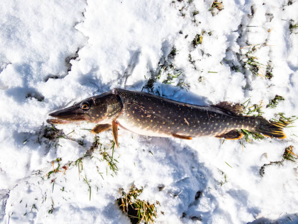 the northern pike cought during winter fishing lying on snow - cought imagens e fotografias de stock