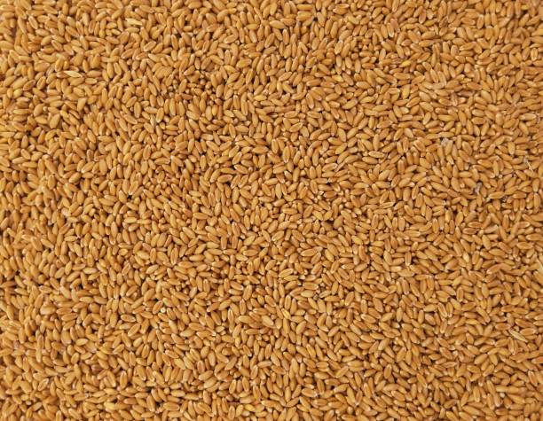 Whole wheat seeds dried staple food cereal grain common-wheat seed heap pile gandum gehoon beej graines de ble sementes de trigo weizensamen semillas de trigo closeup image photo. stock photo