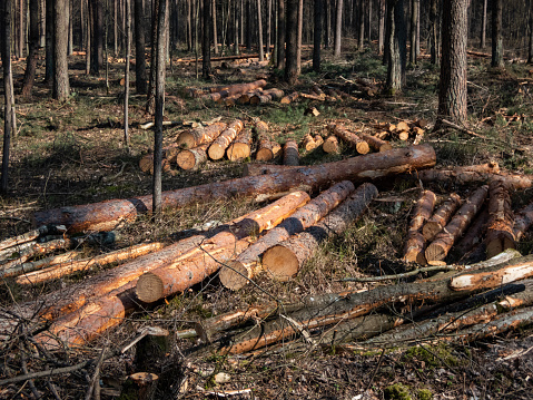 Cut down tree logs laying on the ground in the forest on a sunny day in spring. Deforestation concept.