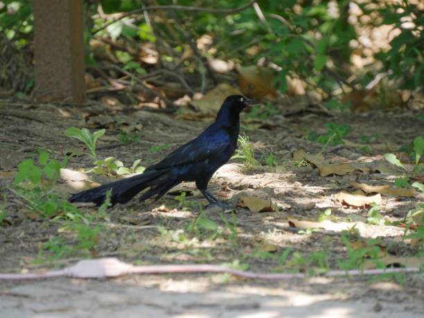 istock Ablack bird standing on the ground 1461367858