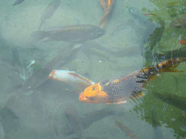 istock Top shot of koi fish swimming 1461367886
