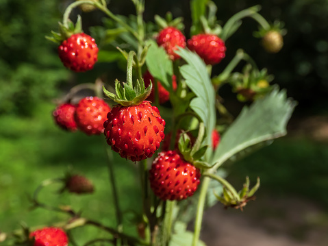 Macro shot of single wild strawberry (Fragaria vesca) in bouquet of wild strawberry plants and foliage outdoors with forest bacground in sunlight. Taste of summer