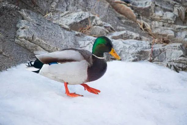 A male mallard duck walking on a frozen river in winter.