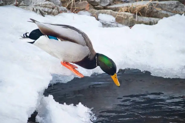 A male mallard duck on a frozen river just before jumping into the water.