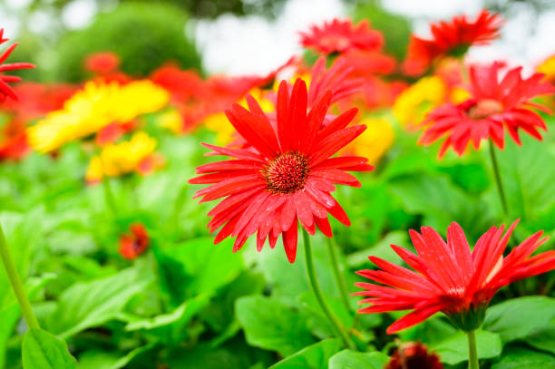 Red Gerbera in the garden, Chiang Mai Province.
