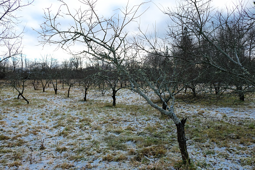 snow coverd apples in a washington orchardApple Orchards