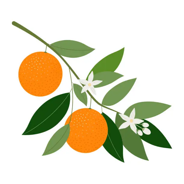 Vector illustration of Blossoming oranges branch isolated on white background, vector illustration.