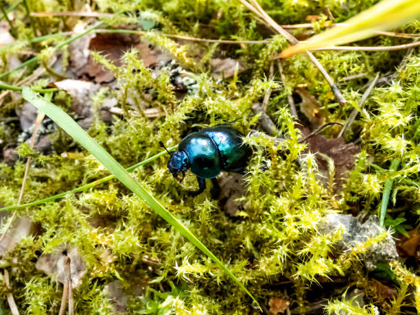 Glossy and colorful Spring dor beetle - Geotrupes vernalis L. (Trypocopris vernalis) on moss in forest. Close up