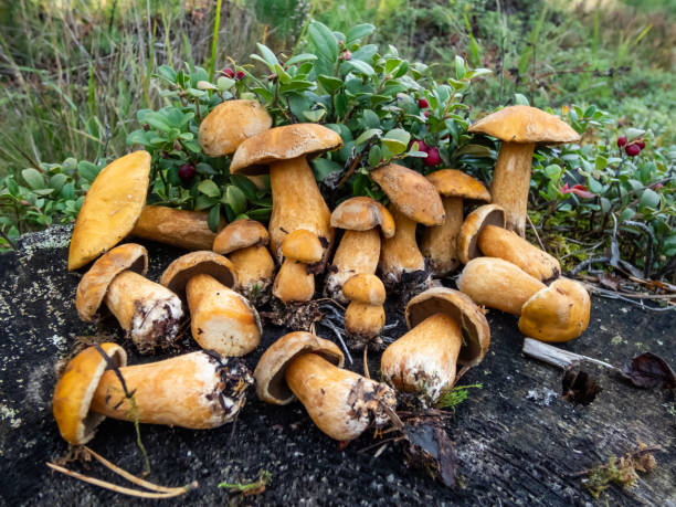 Group of the velvet bolete or variegated bolete (Suillus variegatus) on the tree stem in the forest Group of the velvet bolete or variegated bolete (Suillus variegatus) on the tree stem in the forest. Collecting edible mushrooms suillus variegatus stock pictures, royalty-free photos & images