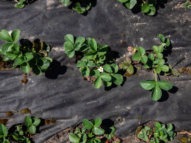 黒いアグロフィルムで覆われた地面と庭の明るい日光の下で白い花で開花する植物が並んで成長するイチゴ植物 - macro film summer plants nature ストックフォトと画像