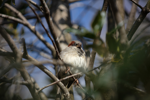 Sparrow with sprey,Eifel,Germany.\nPlease see more similar pictures of my Portfolio.\nThank you!