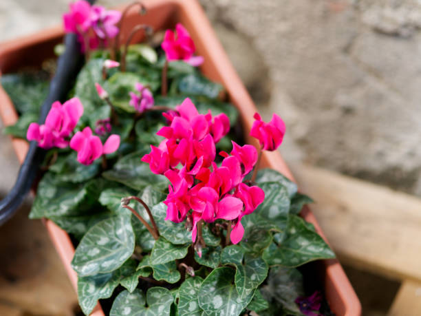 istock Natural glade with a wild cyclamens at sunny background 1461377232