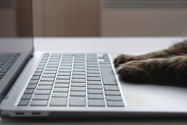istock Cat using the computer. Cat Paw using Laptop. Side View Close Up. Home Office. Fluffy Feline Paws Typing on the Keyboard, Scrolling Swiping and Tapping Touchpad. Animals and Pets Using Technology. 4K 1461377543