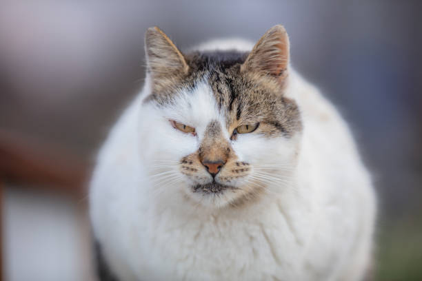 Red dreaming stray cat sitting outdoor in winter on the snow