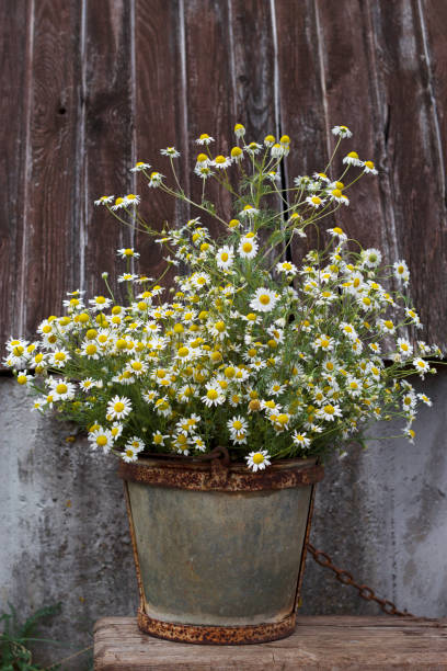 istock Wild flowers in old rusted bucket 1461377766