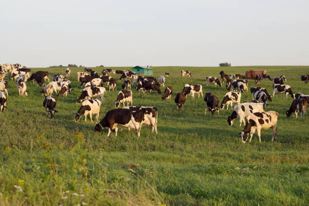 istock farm cows in the evening summer field 1461380588