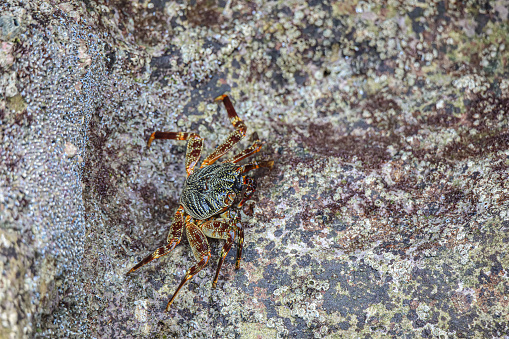 Hermit crab, La Digue Island, Seychelles
