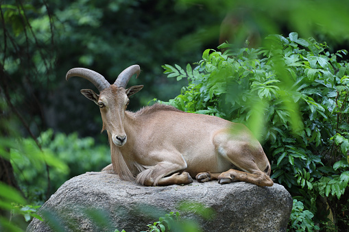 The barbary sheep is mammal and hill animal