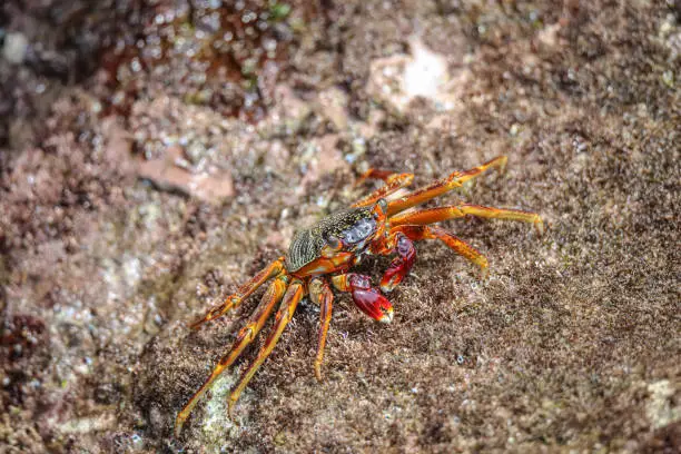 Hluhluwe Imfolozi Park nearby St.Lucia is an amazing natural habitat with lots of different species to see.