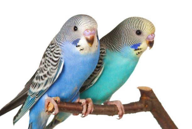 istock Pair of budgerigars 1461383435
