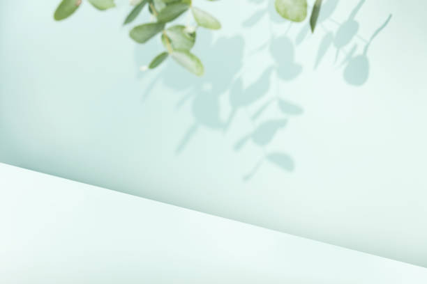 istock Premium podium with a shadow of eucalyptus leaves on a blue wall 1461383604