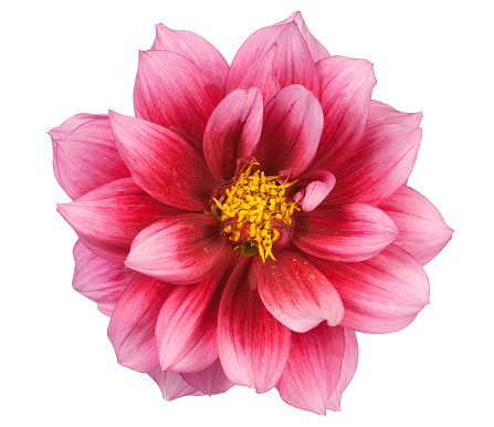 A single pink and red dahlia isolated on white