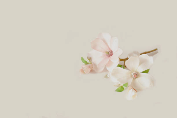 istock blooming magnolia flower on white background. 1461385410