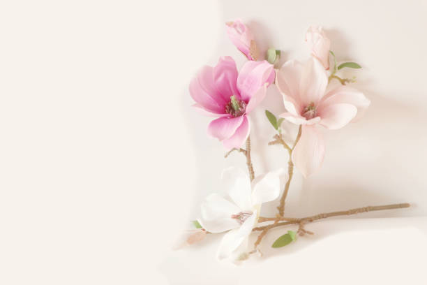 istock blooming magnolia flower on white background. 1461385415