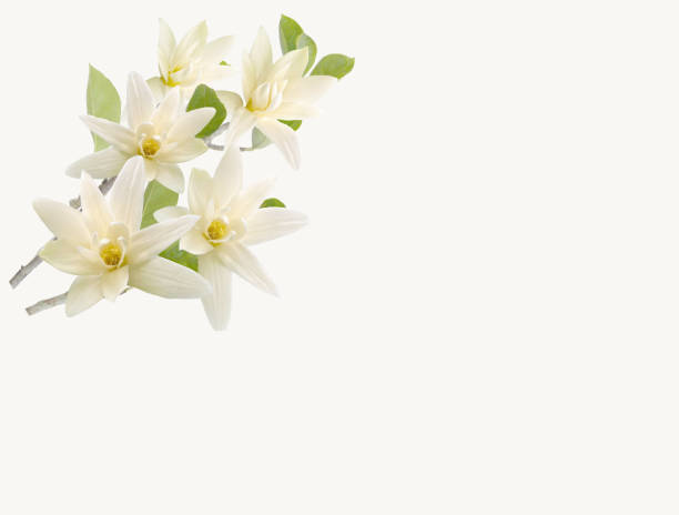 istock blooming magnolia flower on white background. 1461385477