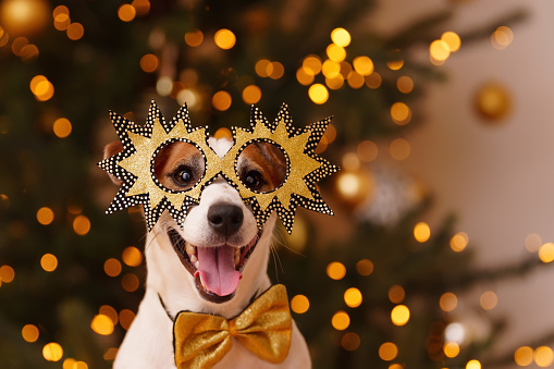 Dog in party glasses celebrating birthday or New year. Holiday concept.