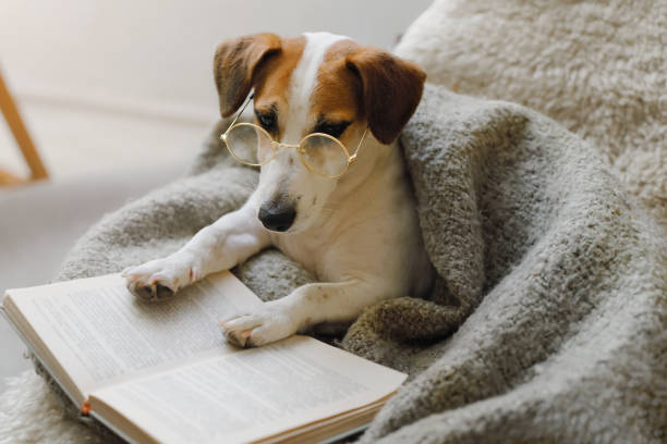 istock Smart dog in glasses, sits with a book in a chair. 1461386006