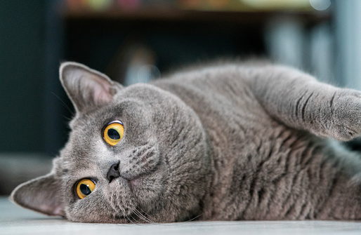 White Tabby cat making funny faces on black background. Scottish fold kitten looking something in studio.Hungry white cat with copy space.