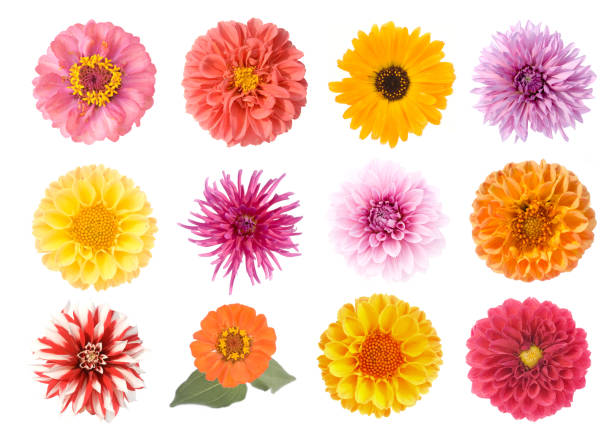 istock Set of flowers 1461387403