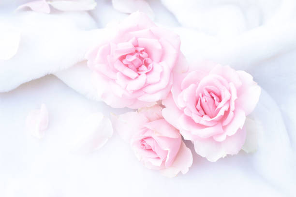 rose flower background. rose flower background. 8564 stock pictures, royalty-free photos & images