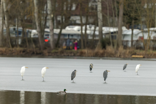 Grey herons (Ardea cinerea) and great egrets (Ardea alba) are standing on a frozen lake.