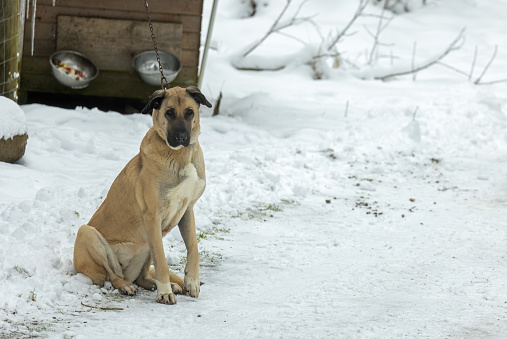 Kangal shepherd dog, Anatolian sheperd dog is guarding a private property in winter.