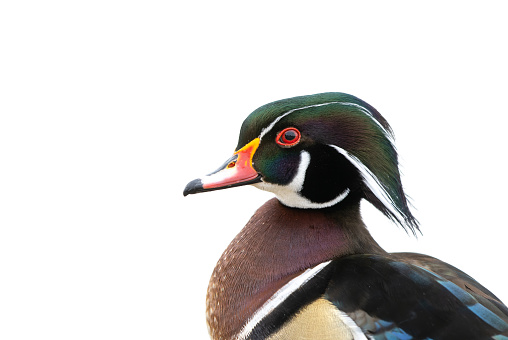Portrait of a male wood duck or Carolina duck (Aix sponsa) against a white background.