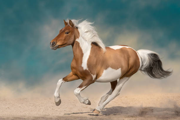istock Piebald horse free run 1461388828